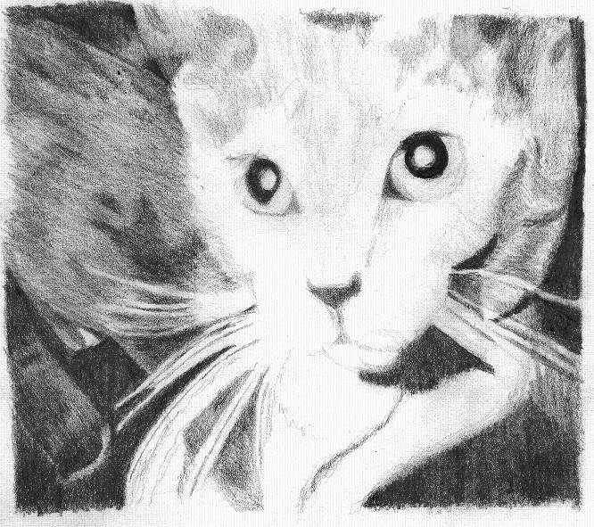 Grey Cat Sketch - pencil sketch