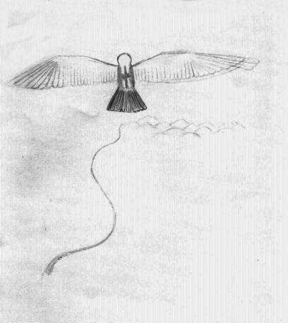 Hawk Flight - rough pencil sketch