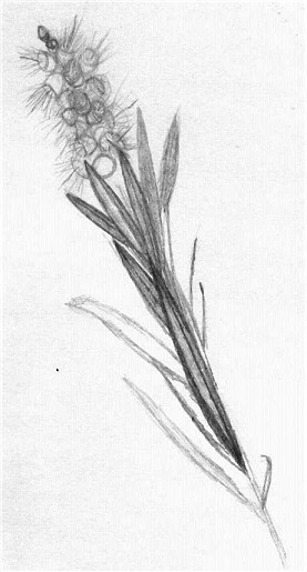 Bottlebrush Blossom - pencil sketch