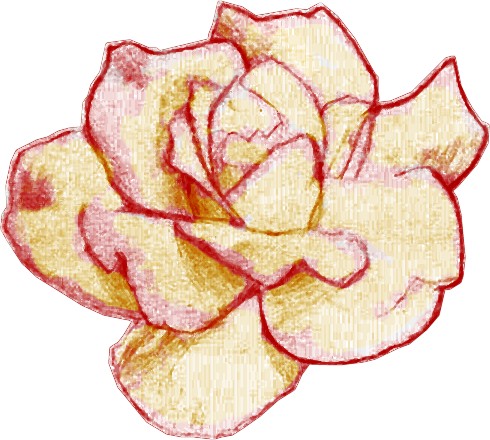 Peace Rose - digitally tinted pencil sketch