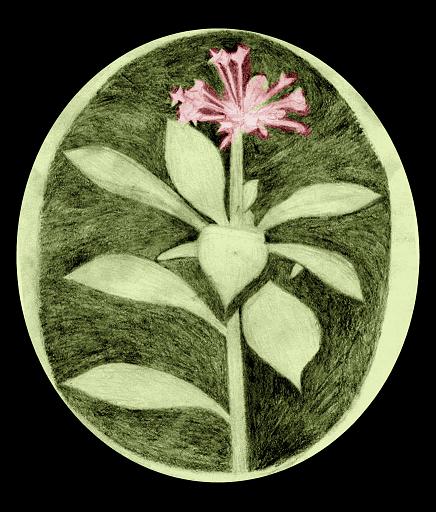 Rauwolffia Serpentina - framed digitally tinted pencil sketch