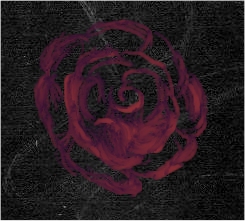 Rose detail from digital rough sketch